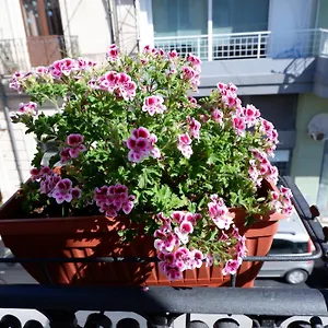 Sikania Apartament